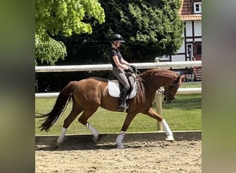 Koń hanowerski, Klacz, 7 lat, 165 cm, Kasztanowata