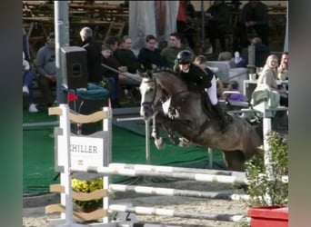 Koń hanowerski, Klacz, 7 lat, 165 cm, Siwa