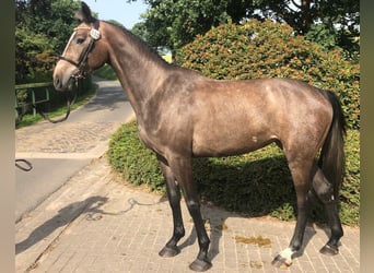 Koń hanowerski, Klacz, 7 lat, 166 cm, Siwa