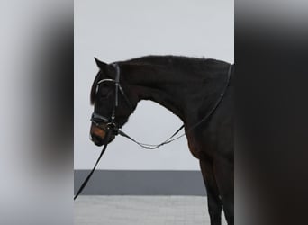 Koń hanowerski, Klacz, 7 lat, 167 cm, Ciemnogniada