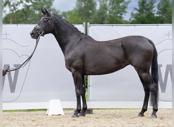 Koń hanowerski, Klacz, 7 lat, 167 cm, Kara