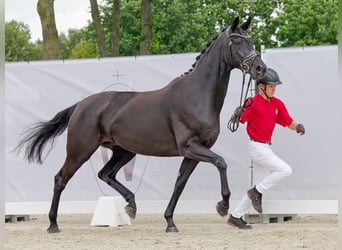 Koń hanowerski, Klacz, 7 lat, 167 cm, Kara