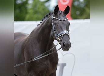 Koń hanowerski, Klacz, 7 lat, 167 cm, Kara