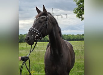 Koń hanowerski, Klacz, 7 lat, 167 cm, Kara