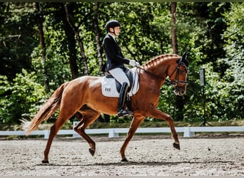 Koń hanowerski, Klacz, 7 lat, 167 cm, Kasztanowata