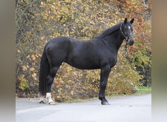 Koń hanowerski, Klacz, 7 lat, 168 cm, Ciemnogniada