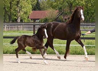 Koń hanowerski, Klacz, 7 lat, 168 cm, Ciemnokasztanowata