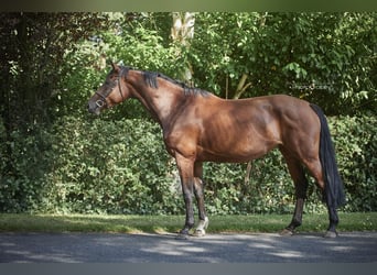 Koń hanowerski, Klacz, 7 lat, 168 cm, Gniada