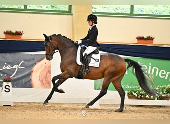 Koń hanowerski, Klacz, 7 lat, 168 cm, Gniada