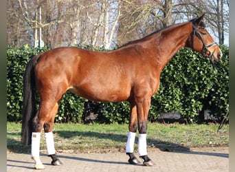 Koń hanowerski, Klacz, 7 lat, 168 cm, Gniada