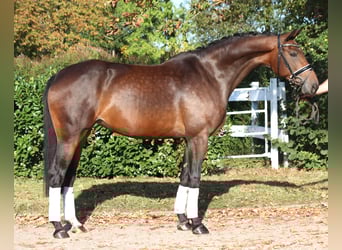 Koń hanowerski, Klacz, 7 lat, 168 cm, Gniada