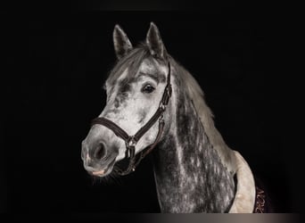Koń hanowerski, Klacz, 7 lat, 168 cm, Siwa jabłkowita
