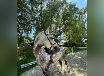 Koń hanowerski, Klacz, 7 lat, 168 cm, Siwa jabłkowita
