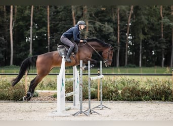 Koń hanowerski, Klacz, 7 lat, 169 cm, Ciemnogniada