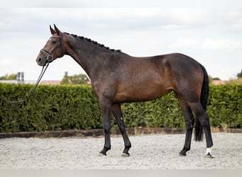 Koń hanowerski, Klacz, 7 lat, 169 cm, Ciemnogniada