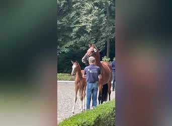Koń hanowerski, Klacz, 7 lat, 169 cm, Gniada