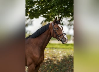 Koń hanowerski, Klacz, 7 lat, 169 cm, Gniada