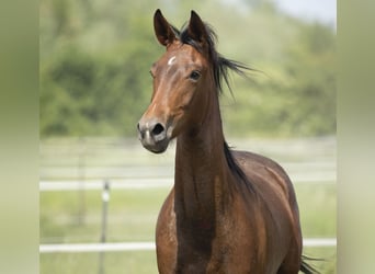 Koń hanowerski, Klacz, 7 lat, 169 cm, Gniada