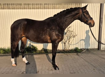 Koń hanowerski, Klacz, 7 lat, 169 cm, Gniada