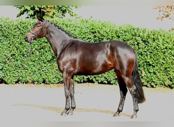 Koń hanowerski, Klacz, 7 lat, 169 cm, Kara