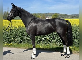 Koń hanowerski, Klacz, 7 lat, 169 cm, Kara