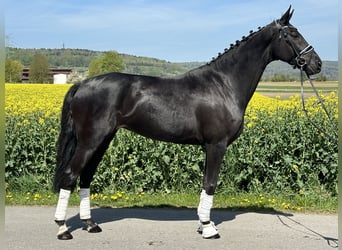 Koń hanowerski, Klacz, 7 lat, 169 cm, Kara