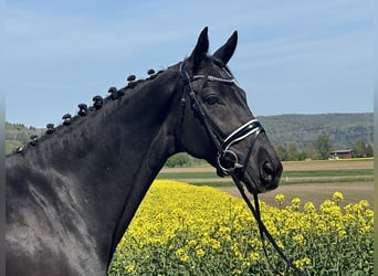 Koń hanowerski, Klacz, 7 lat, 169 cm, Kara