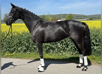 Koń hanowerski, Klacz, 7 lat, 169 cm, Kara
