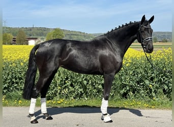 Koń hanowerski, Klacz, 7 lat, 169 cm, Kara