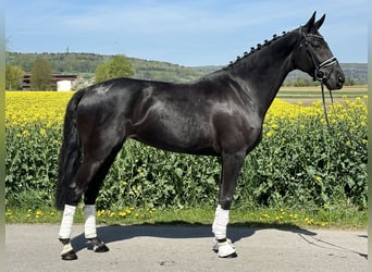 Koń hanowerski, Klacz, 7 lat, 169 cm, Kara