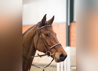 Koń hanowerski, Klacz, 7 lat, 170 cm, Ciemnogniada
