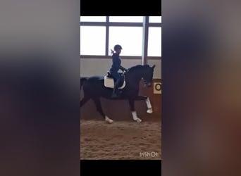 Koń hanowerski, Klacz, 7 lat, 170 cm, Ciemnogniada