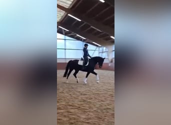Koń hanowerski, Klacz, 7 lat, 170 cm, Ciemnogniada