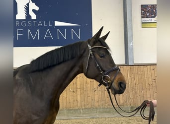 Koń hanowerski, Klacz, 7 lat, 170 cm, Gniada