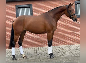 Koń hanowerski, Klacz, 7 lat, 170 cm, Gniada