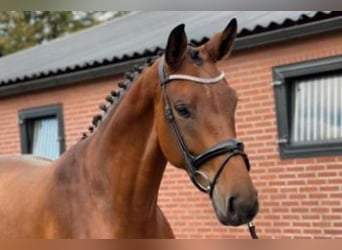 Koń hanowerski, Klacz, 7 lat, 170 cm, Gniada