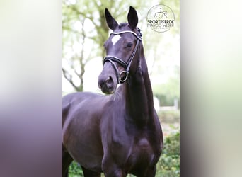 Koń hanowerski, Klacz, 7 lat, 170 cm, Kara