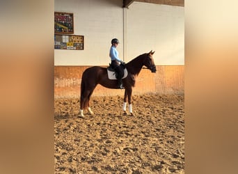 Koń hanowerski, Klacz, 7 lat, 170 cm, Kasztanowata