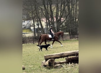 Koń hanowerski, Klacz, 7 lat, 171 cm, Kasztanowata