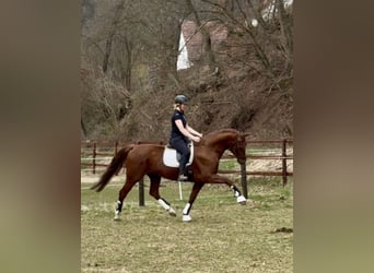 Koń hanowerski, Klacz, 7 lat, 171 cm, Kasztanowata