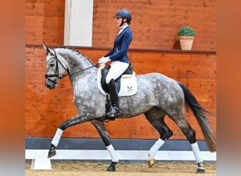 Koń hanowerski, Klacz, 7 lat, 171 cm, Siwa