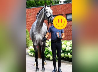 Koń hanowerski, Klacz, 7 lat, 171 cm, Siwa