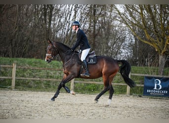 Koń hanowerski, Klacz, 7 lat, 172 cm, Ciemnogniada