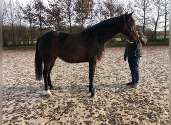 Koń hanowerski, Klacz, 7 lat, 172 cm, Gniada