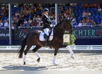 Koń hanowerski, Klacz, 7 lat, 172 cm, Kara