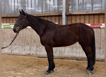 Koń hanowerski, Klacz, 7 lat, 173 cm, Gniada