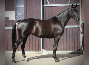 Koń hanowerski, Klacz, 7 lat, 173 cm, Kara