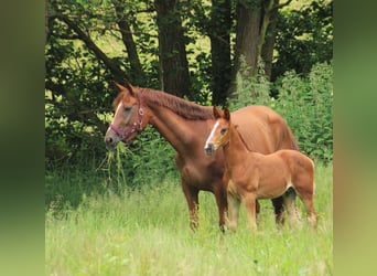 Koń hanowerski, Klacz, 7 lat, 173 cm, Kasztanowata
