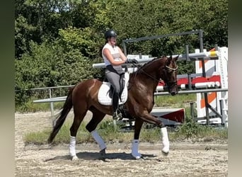 Koń hanowerski, Klacz, 7 lat, 174 cm, Ciemnokasztanowata