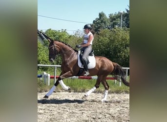 Koń hanowerski, Klacz, 7 lat, 174 cm, Ciemnokasztanowata